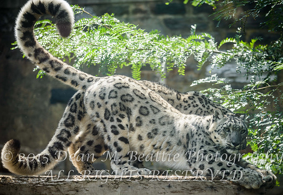 Big Kitty