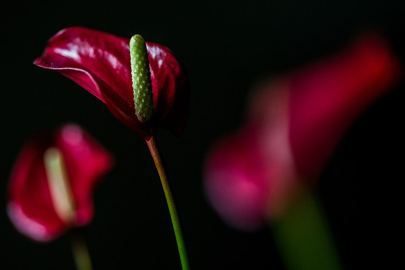 Anthurium