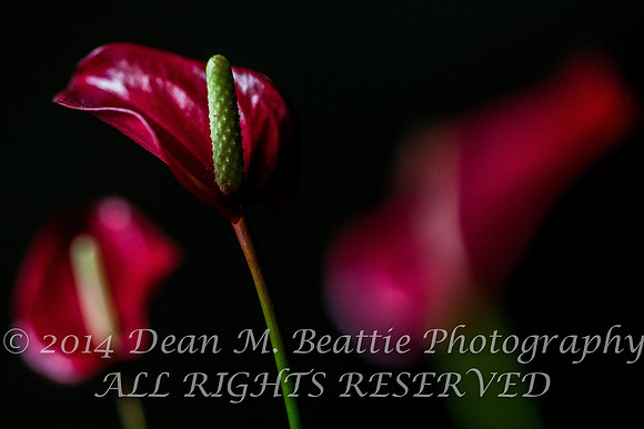 Anthurium