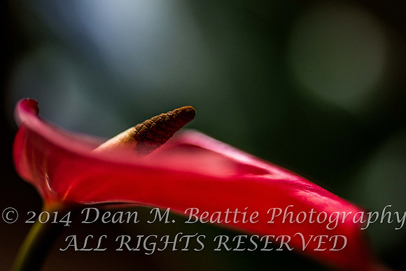 Anthurium