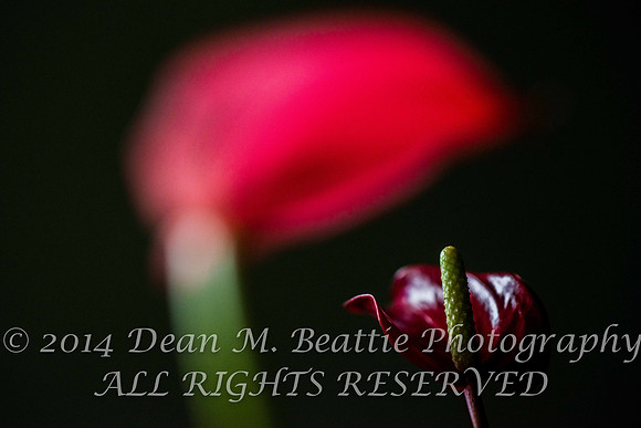 Anthurium