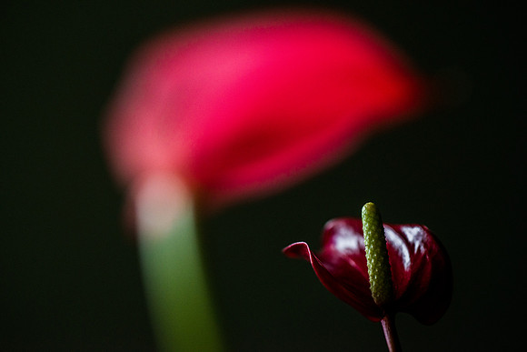 Anthurium